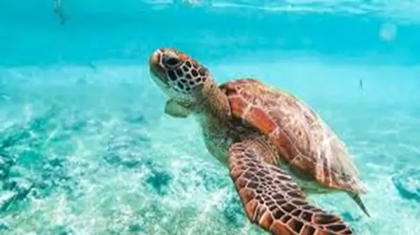 a turtle swimming in the water