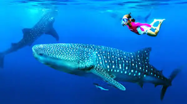 a woman swimming with a whale shark