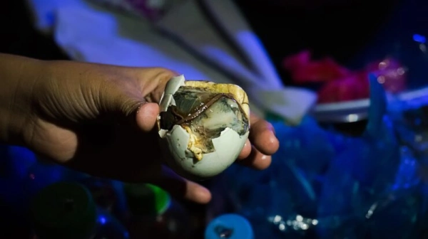 balut