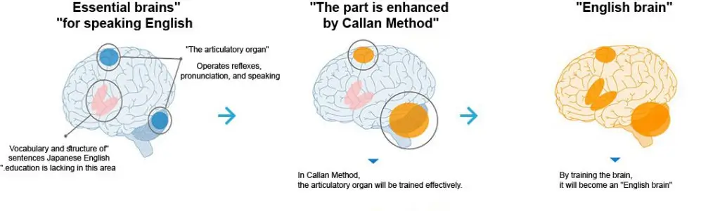 a diagram of a brain